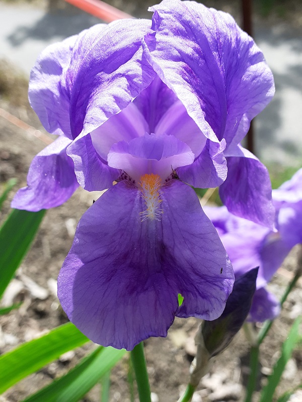 SPEC Iris cengialti, Francesco Ambrosi, 1854
