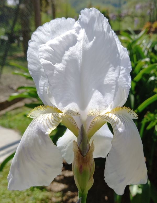 SPEC Iris florentina, Carolus Linnaeus, 1759