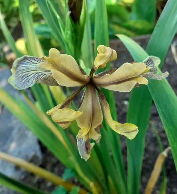 SPEC Iris foetidissima citrina, Syme, 1929