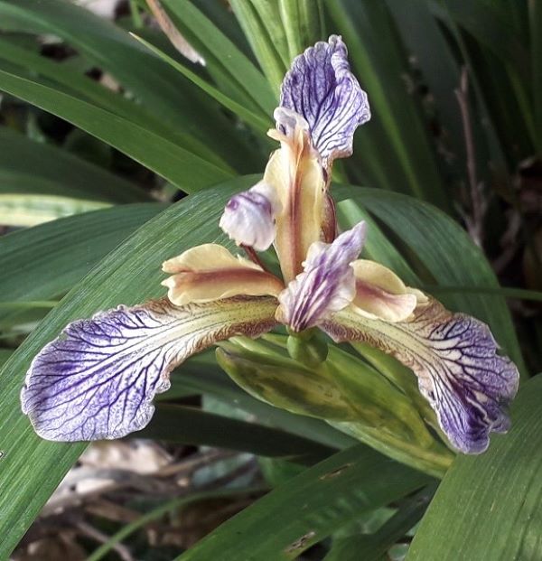 SPEC Iris foetidissima, Carolus Linnaeus, 1753
