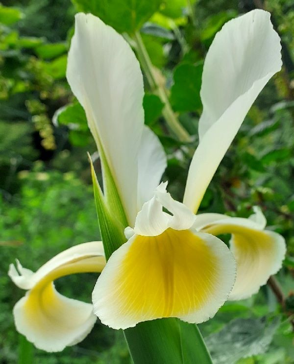 SPEC Iris orientalis, Philip Miller, 1731