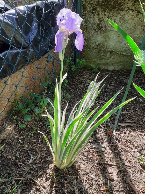 SPEC Iris pallida argentea, Max Goos e August Koenemann, 1906