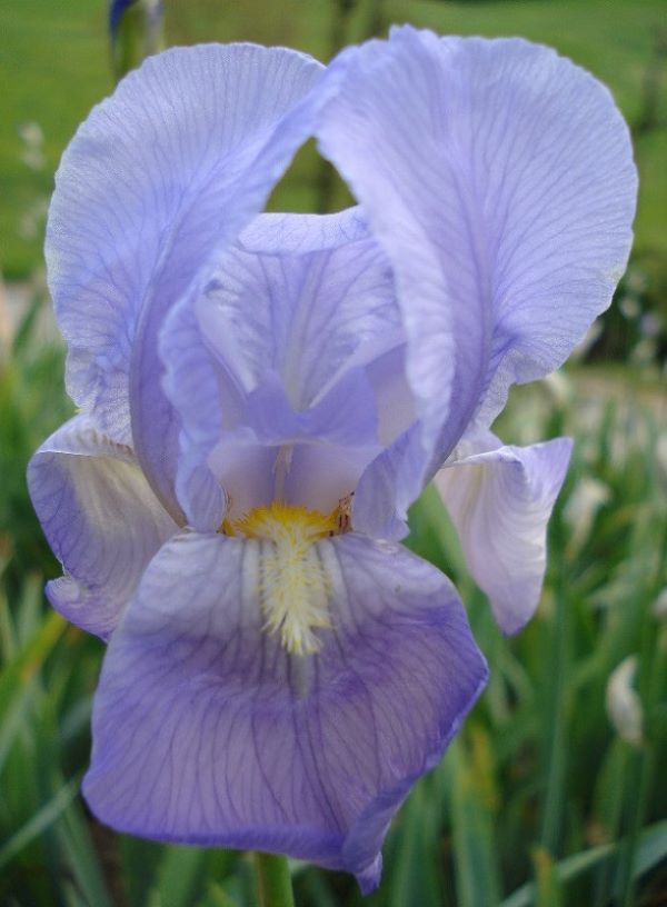 SPEC Iris pallida, Jean Baptiste Lamarck, 1789