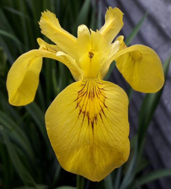 SPEC Iris pseudacorus, Carolus Linnaeus, 1753