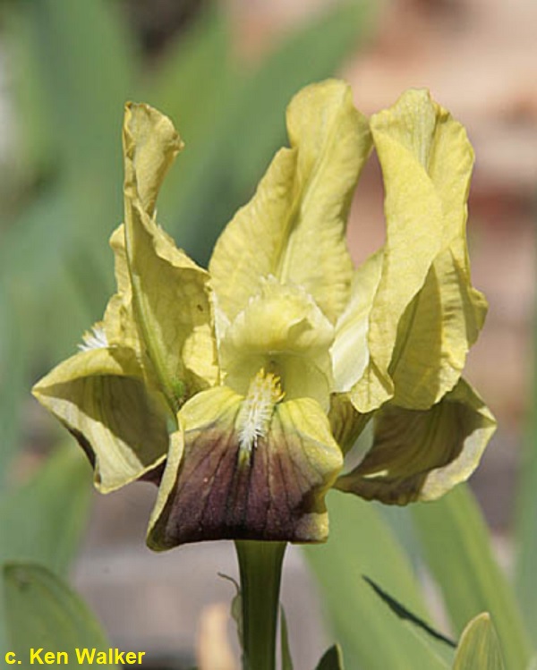 SPEC Iris pseudopumila, Vincenzo Tineo, 1827