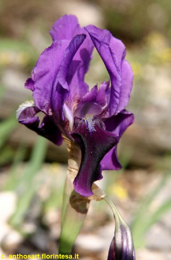 SPEC Iris revoluta, Maretta Colasante, 1976