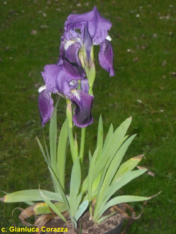 SPEC Iris setina, Maretta Colasante, 1989