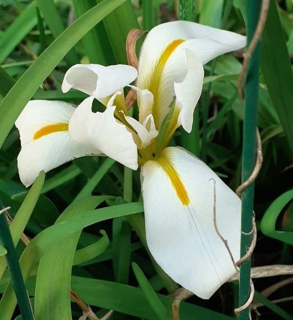 SPEC Iris unguicularis Alba, rev. Edwyn Arkwright, prima del 1888