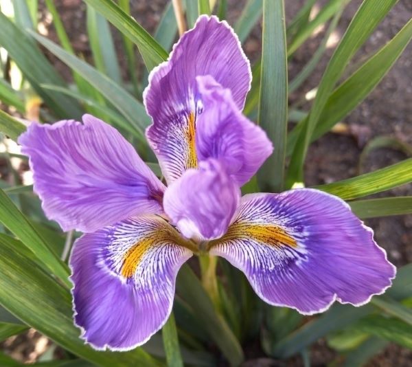 SPEC Iris unguicularis, Jean-Louis Marie Poiret, 1785