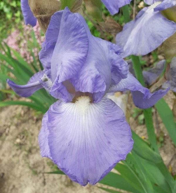 TB Blue Sapphire, Schreiners Iris Gardens, 1953