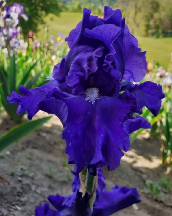 TB Blue Suede Shoes, Schreiners Iris Gardens, 1996