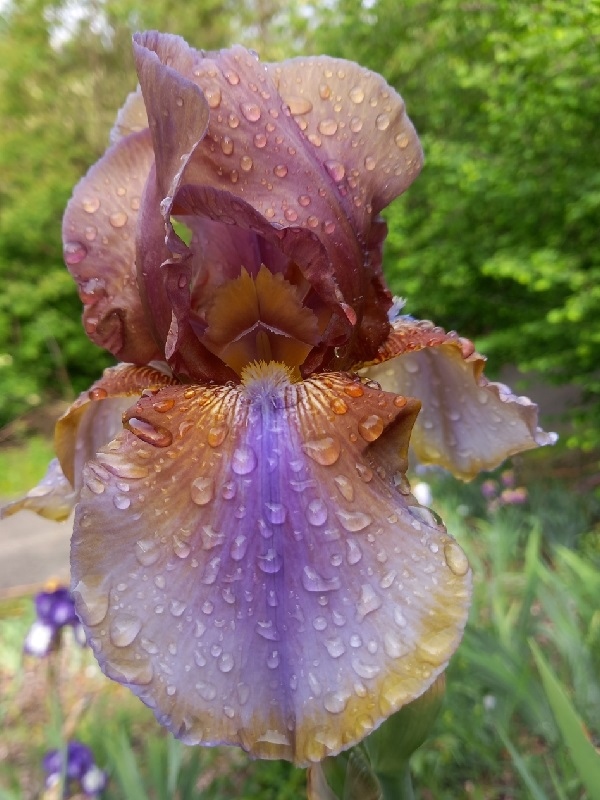 TB Burnt Toffee, Schreiners Iris Gardens, 1977