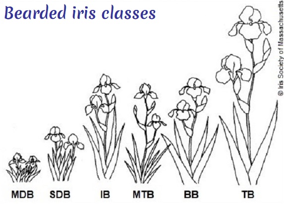 Classes of bearded irises