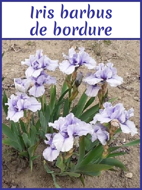 Image avec lien aux iris barbus de bordure