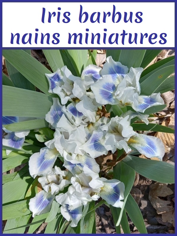 Image avec lien aux iris barbus nains miniatures