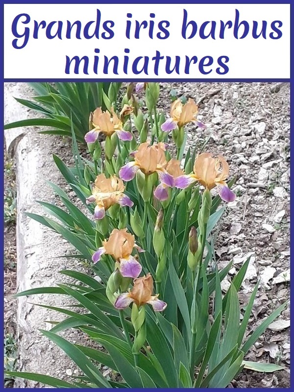 Image avec lien aux grands iris barbus miniatures