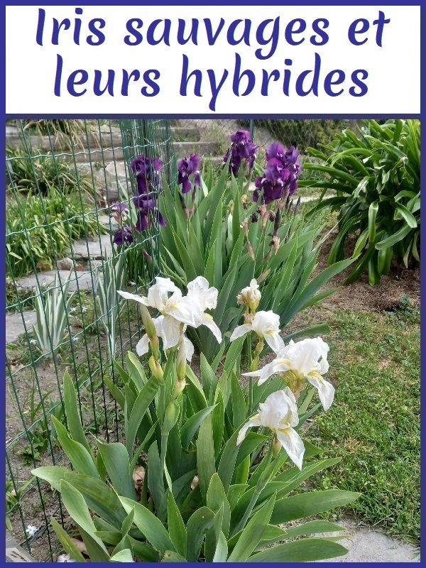 Image avec lien aux iris sauvages et leurs hybrides