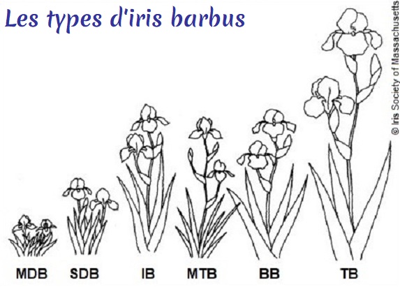 Les types d'iris barbus