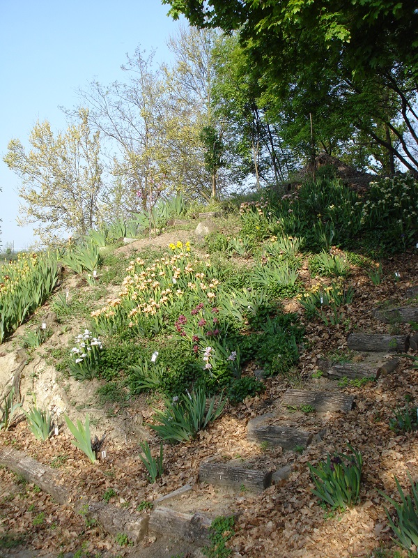 Le Coin des Iris Nains