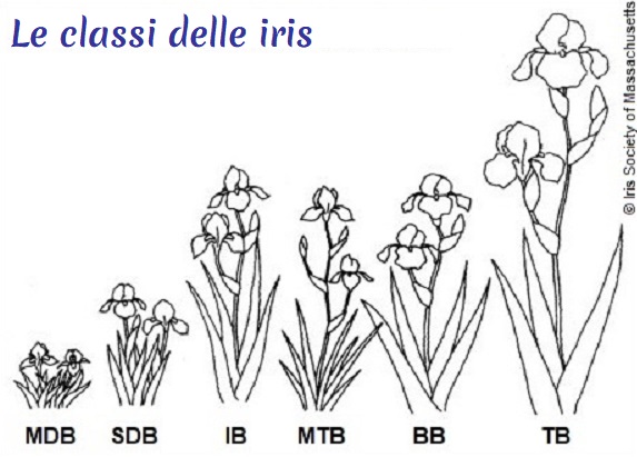 Le classi delle iris barbate