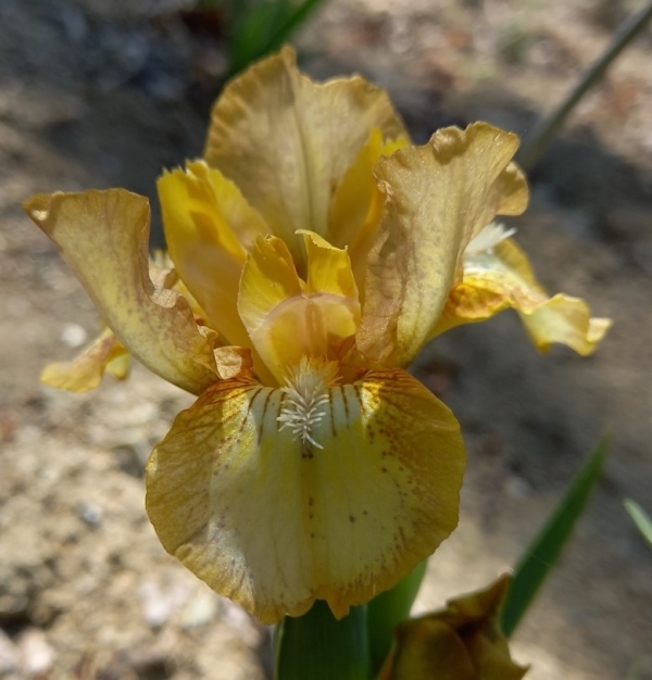 SDB Drop Of Sunshine, Shelby Sutton, 2004