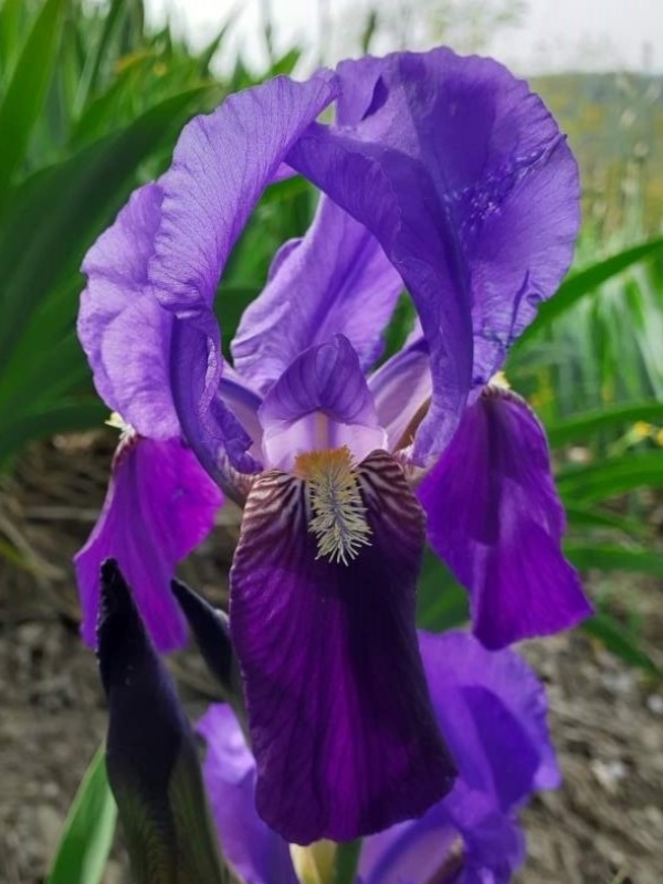 NOID Zweifarbiger Klon von iris germanica