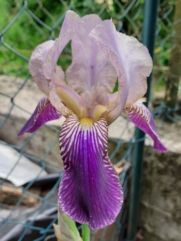 SPEC Iris sambucina, Carolus Linnaeus, 1759