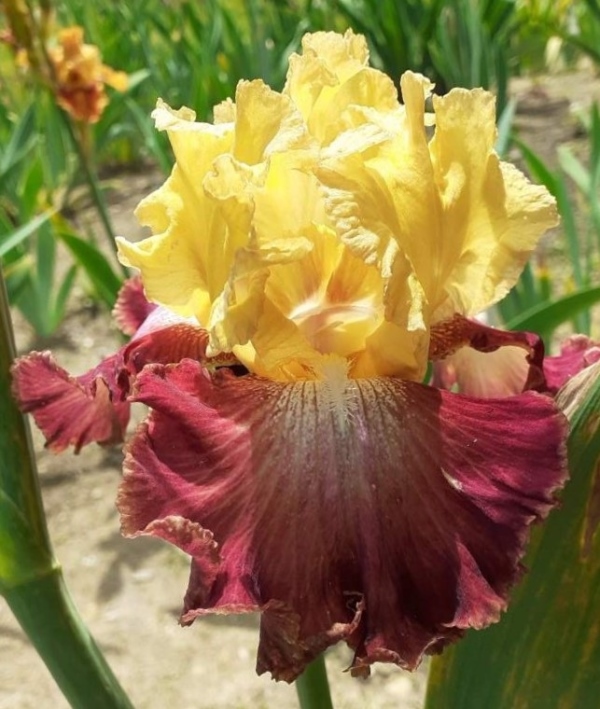 TB Darcys Choice, Schreiners Iris Gardens, 2007