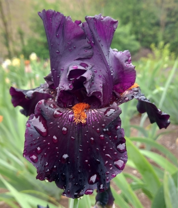 TB Draculas Kiss, Schreiners Iris Gardens, 2009