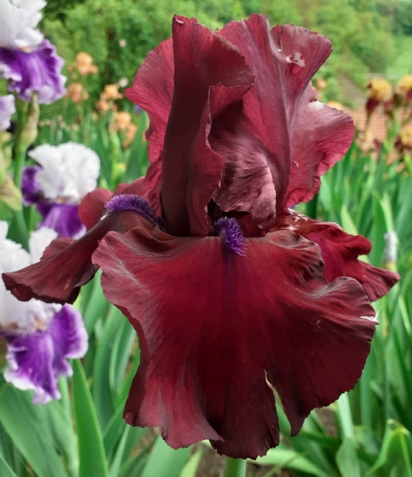 TB Fortunate Son, Schreiners Iris Gardens, 2006