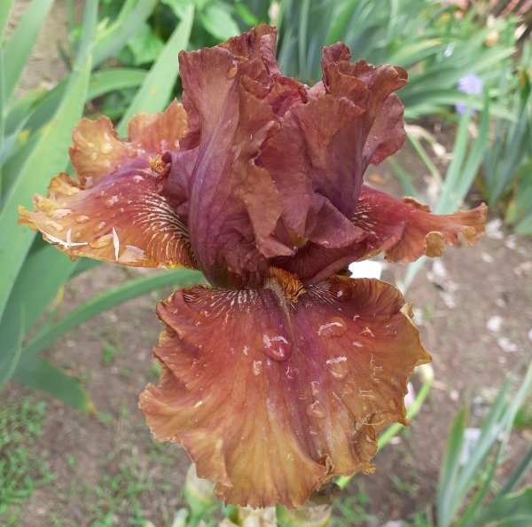 TB Harvest Maiden, Schreiners Iris Gardens, 2007