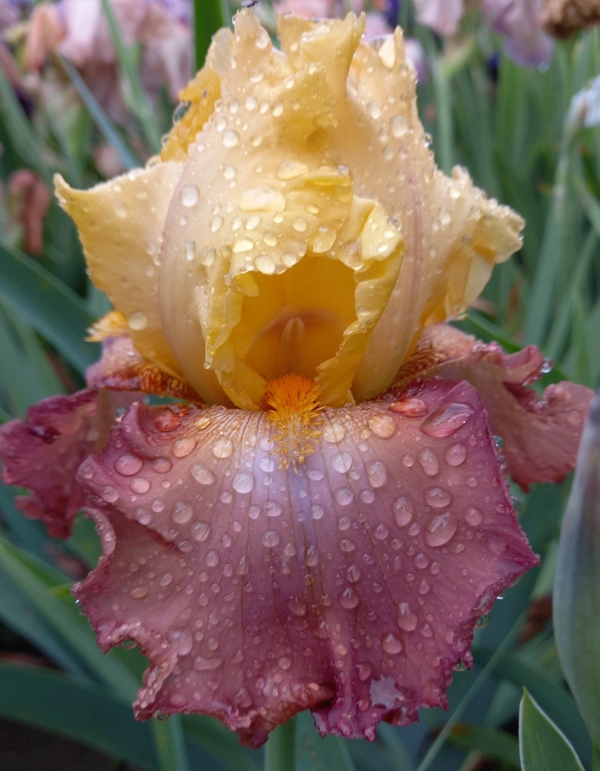 TB High Chaparral, Schreiners Iris Gardens, 2006