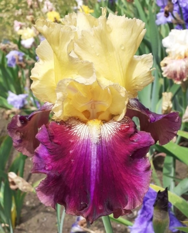 TB Jamaican Dream, Schreiners Iris Gardens, 2010