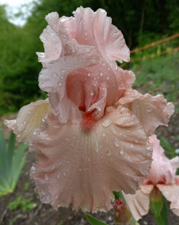 TB June Krausse, Schreiners Iris Gardens, 2009