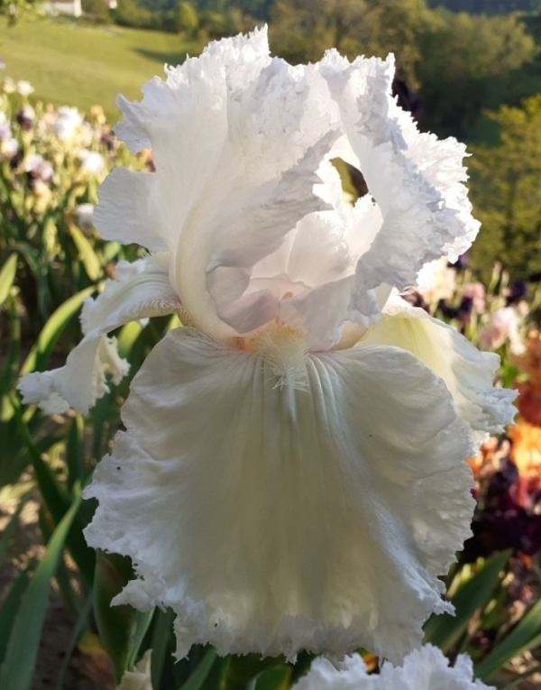 TB Laced Cotton, Schreiners Iris Gardens, 1978