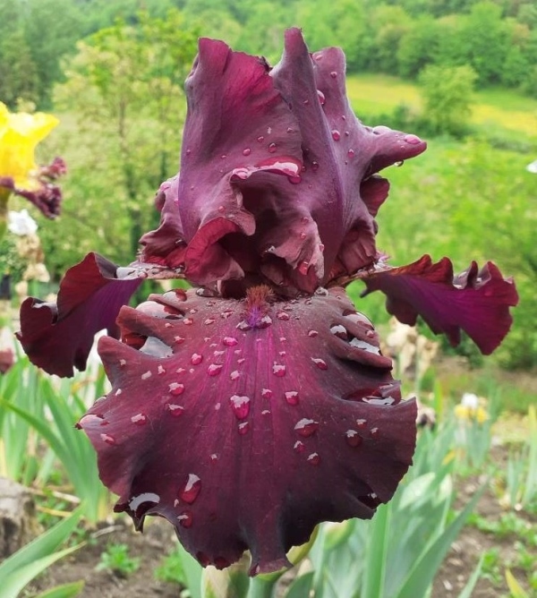 TB Lenten Prayer, Schreiners Iris Gardens, 1998