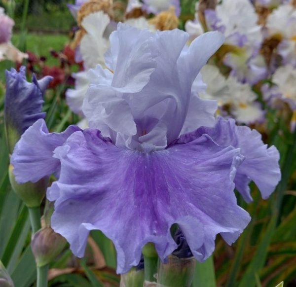 TB Nehalem Bay, Schreiners Iris Gardens, 2002