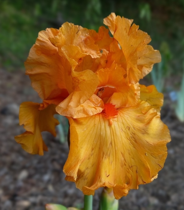 TB Orange King, Schreiners Iris Gardens, 2008