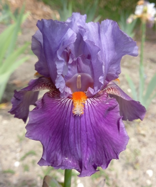 TB Purple Panache, Schreiners Iris Gardens, 2016