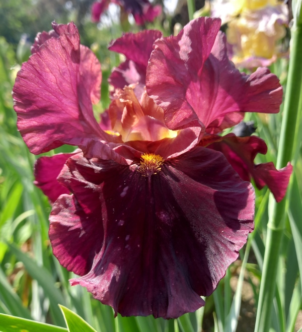 TB Raptor Red, Schreiners Iris Gardens, 2008