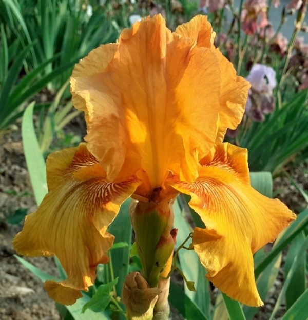 TB Rustic Cedar, Schreiners Iris Gardens, 1981