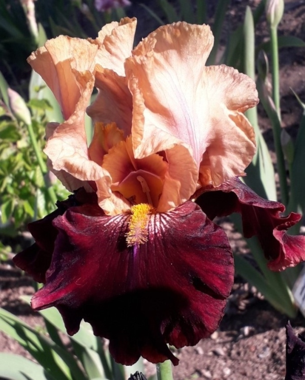 TB Rustic Royalty, Schreiners Iris Gardens, 2000