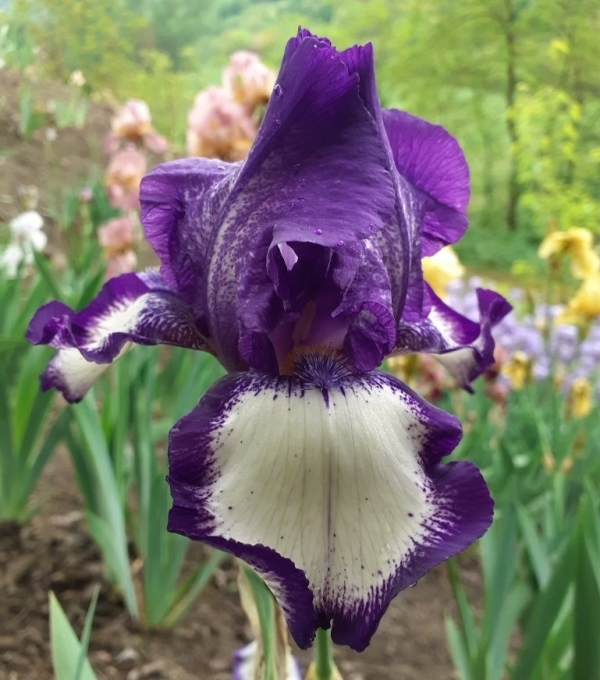 TB Stepping Out, Schreiners Iris Gardens, 1964