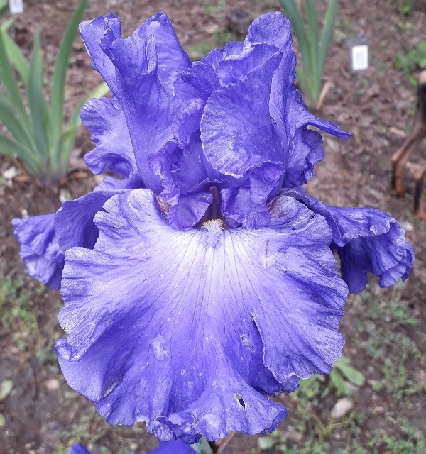 TB Yaquina Blue, Schreiners Iris Gardens, 1992