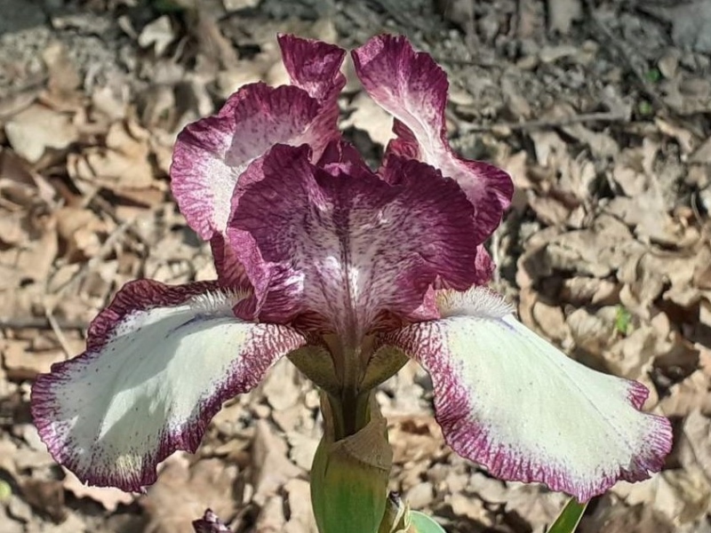 IB Chatterbox, Schreiners Iris Gardens, 1978