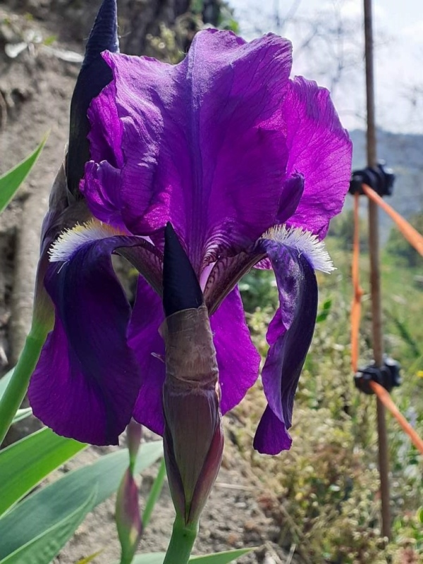 NOID Clone di iris germanica self