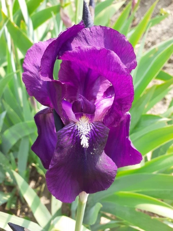 NOID Clone di iris germanica self