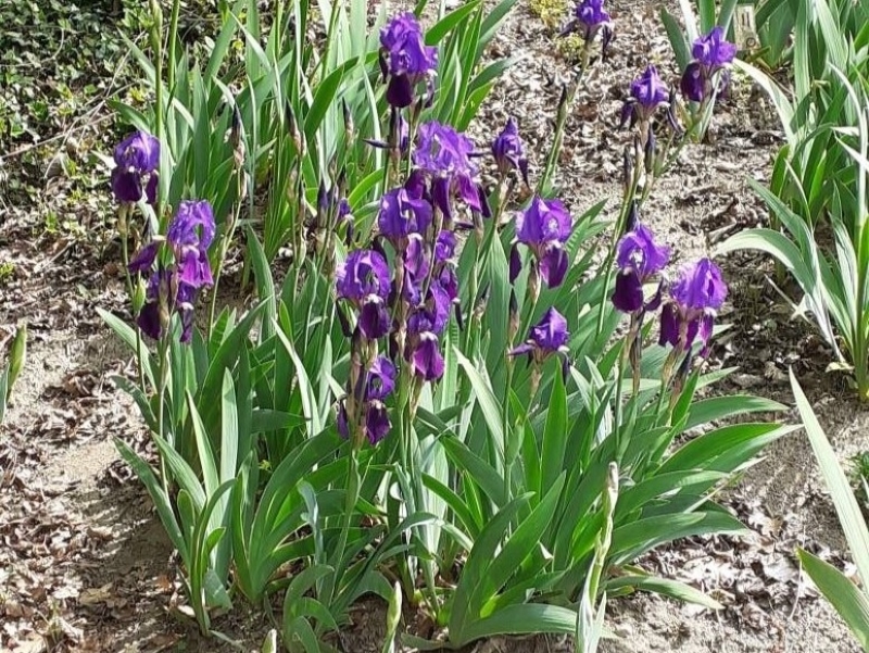 NOID Clone di iris germanica bitono