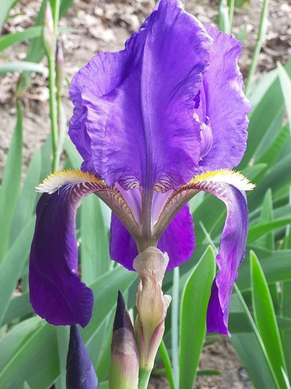 NOID Clone di iris germanica bitono