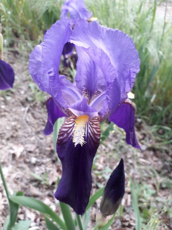 NOID Clone di iris germanica bitono